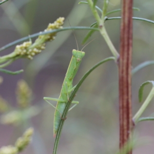 Orthodera ministralis at O'Connor, ACT - 1 Jan 2021 01:42 PM