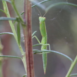 Orthodera ministralis at O'Connor, ACT - 1 Jan 2021 01:42 PM