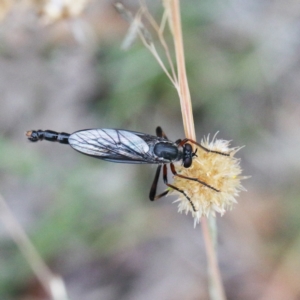 Neosaropogon sp. (genus) at O'Connor, ACT - 1 Jan 2021