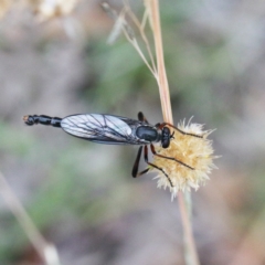Neosaropogon sp. (genus) (A robber fly) at O'Connor, ACT - 1 Jan 2021 by ConBoekel
