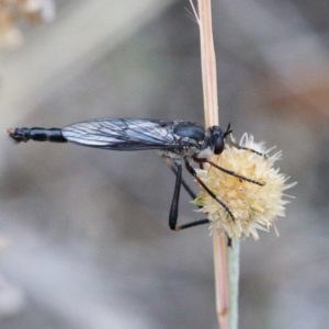 Neosaropogon sp. (genus) at O'Connor, ACT - 1 Jan 2021 03:33 PM