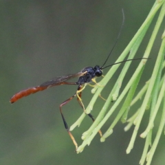 Heteropelma scaposum (Two-toned caterpillar parasite wasp) at Dryandra St Woodland - 1 Jan 2021 by ConBoekel