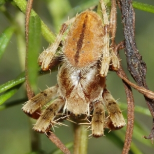 Hortophora sp. (genus) at Acton, ACT - 10 Jan 2021