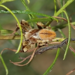 Hortophora sp. (genus) at Acton, ACT - 10 Jan 2021