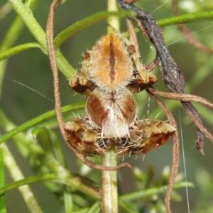 Hortophora sp. (genus) at Acton, ACT - 10 Jan 2021