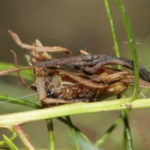 Hortophora sp. (genus) at Acton, ACT - 10 Jan 2021