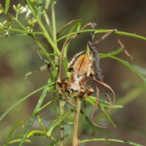 Hortophora sp. (genus) at Acton, ACT - 10 Jan 2021