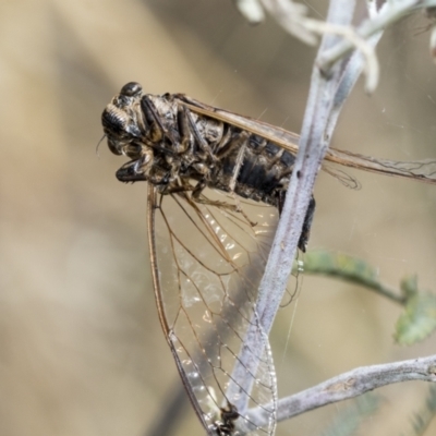 Galanga labeculata (Double-spotted cicada) at The Pinnacle - 6 Jan 2021 by AlisonMilton