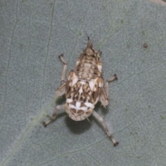 Cicadellidae (family) (Unidentified leafhopper) at Hawker, ACT - 6 Jan 2021 by AlisonMilton