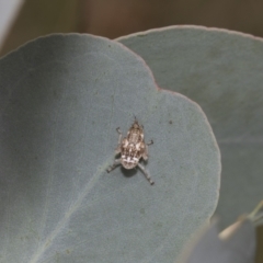 Cicadellidae (family) at Hawker, ACT - 6 Jan 2021 11:35 AM