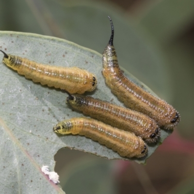 Lophyrotoma interrupta (Cattle Poisoning Sawfly) at The Pinnacle - 5 Jan 2021 by AlisonMilton