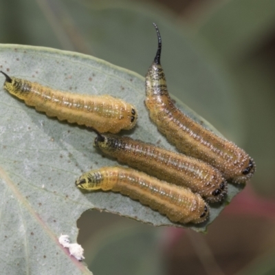 Lophyrotoma interrupta (Cattle Poisoning Sawfly) at Hawker, ACT - 5 Jan 2021 by AlisonMilton