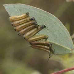 Lophyrotoma interrupta at Hawker, ACT - 6 Jan 2021