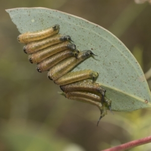 Lophyrotoma interrupta at Hawker, ACT - 6 Jan 2021 10:55 AM