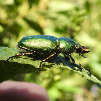 Lamprima aurata (Golden stag beetle) at ANBG - 11 Jan 2021 by HelenCross