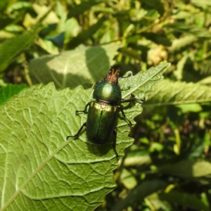 Lamprima aurata at Acton, ACT - 11 Jan 2021