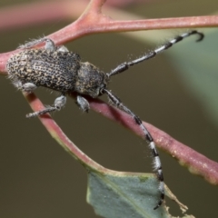 Ancita sp. (genus) (Longicorn or longhorn beetle) at Hawker, ACT - 5 Jan 2021 by AlisonMilton