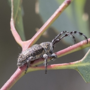 Ancita sp. (genus) at Hawker, ACT - 6 Jan 2021