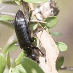Tanychilus sp. (genus) (Comb-clawed beetle) at The Pinnacle - 5 Jan 2021 by AlisonMilton