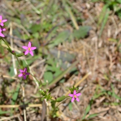 Centaurium erythraea (Common Centaury) at Yass River, NSW - 10 Jan 2021 by 120Acres