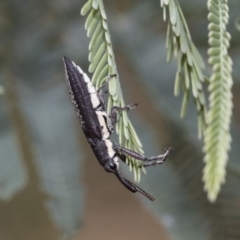 Rhinotia sp. (genus) (Unidentified Rhinotia weevil) at Hawker, ACT - 6 Jan 2021 by AlisonMilton