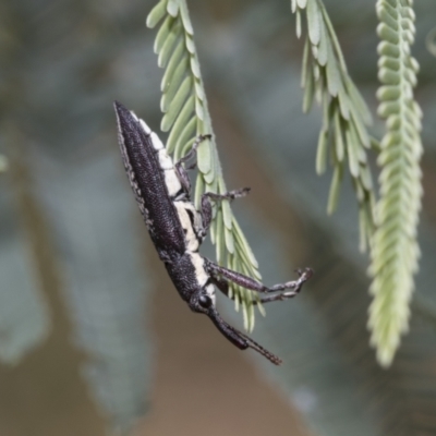 Rhinotia sp. (genus) (Unidentified Rhinotia weevil) at Hawker, ACT - 5 Jan 2021 by AlisonMilton