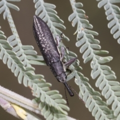 Rhinotia sp. (genus) at Hawker, ACT - 6 Jan 2021 10:56 AM