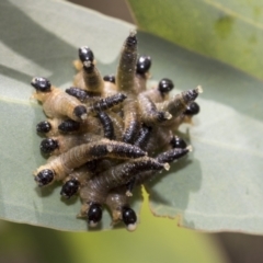 Pseudoperga sp. (genus) (Sawfly, Spitfire) at Hawker, ACT - 5 Jan 2021 by AlisonMilton