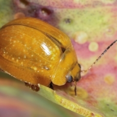 Paropsisterna cloelia (Eucalyptus variegated beetle) at Bruce, ACT - 29 Dec 2020 by kasiaaus