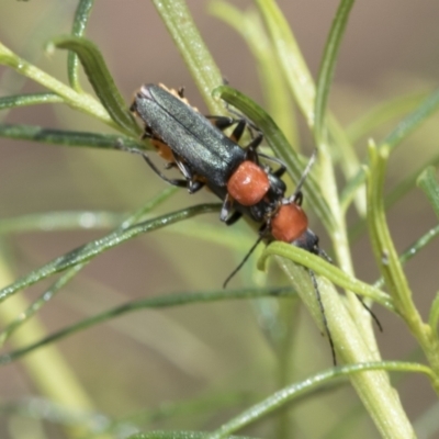 Chauliognathus tricolor (Tricolor soldier beetle) at Hawker, ACT - 5 Jan 2021 by AlisonMilton