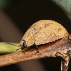 Trachymela sp. (genus) (Brown button beetle) at Flea Bog Flat, Bruce - 29 Dec 2020 by kasiaaus