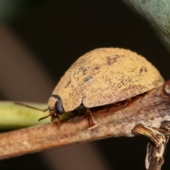 Trachymela sp. (genus) (Brown button beetle) at Bruce, ACT - 29 Dec 2020 by kasiaaus