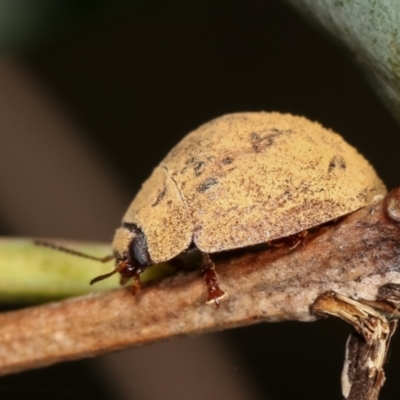 Trachymela sp. (genus) (Brown button beetle) at Bruce Ridge to Gossan Hill - 29 Dec 2020 by kasiaaus