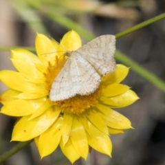 Scopula rubraria (Reddish Wave, Plantain Moth) at The Pinnacle - 5 Jan 2021 by AlisonMilton