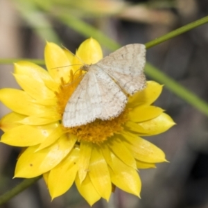 Scopula rubraria at Hawker, ACT - 6 Jan 2021 10:56 AM