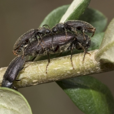 Hemiopsida sp. (genus) (False click beetle) at The Pinnacle - 5 Jan 2021 by AlisonMilton