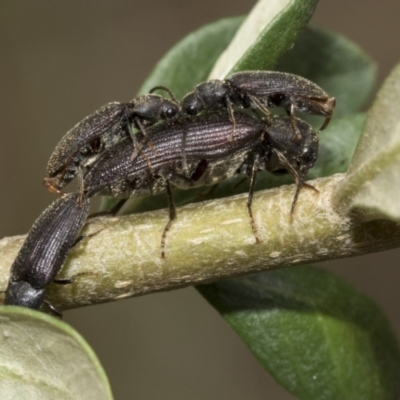 Hemiopsida sp. (genus) (False click beetle) at Hawker, ACT - 6 Jan 2021 by AlisonMilton