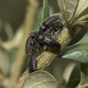 Hemiopsida sp. (genus) at Hawker, ACT - 6 Jan 2021