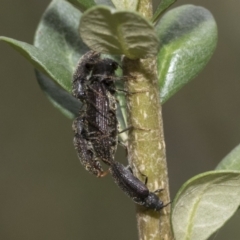 Hemiopsida sp. (genus) at Hawker, ACT - 6 Jan 2021