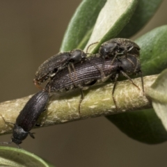 Hemiopsida sp. (genus) at Hawker, ACT - 6 Jan 2021