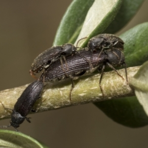 Hemiopsida sp. (genus) at Hawker, ACT - 6 Jan 2021