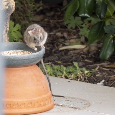 Rattus rattus (Black Rat) at Lyons, ACT - 10 Jan 2021 by Gallpix