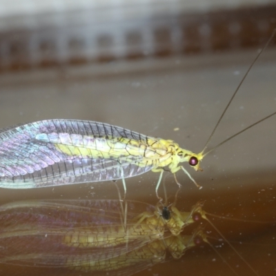 Italochrysa insignis (A Green Lacewing) at Ainslie, ACT - 9 Jan 2021 by jb2602