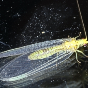 Italochrysa insignis at Ainslie, ACT - 9 Jan 2021