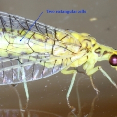 Italochrysa insignis at Ainslie, ACT - 9 Jan 2021