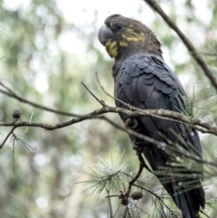 Calyptorhynchus lathami (Glossy Black-Cockatoo) at Wingecarribee Local Government Area - 2 Jan 2021 by Aussiegall