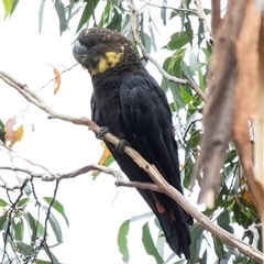 Calyptorhynchus lathami (Glossy Black-Cockatoo) at Penrose, NSW - 2 Jan 2021 by Aussiegall