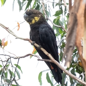 Calyptorhynchus lathami lathami at Penrose - suppressed