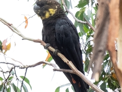 Calyptorhynchus lathami lathami (Glossy Black-Cockatoo) at Penrose - 2 Jan 2021 by Aussiegall