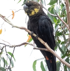 Calyptorhynchus lathami lathami at Penrose - suppressed